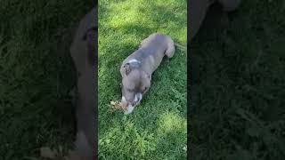 Meet Cashew A Terrier American Pit Bull Currently Available For Adoption 7282022 123408 Pm