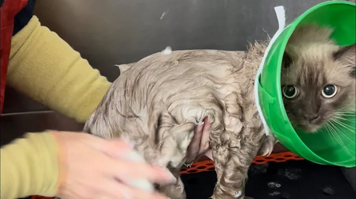Watch the video about Screaming ragdoll finally gets a groom ￼