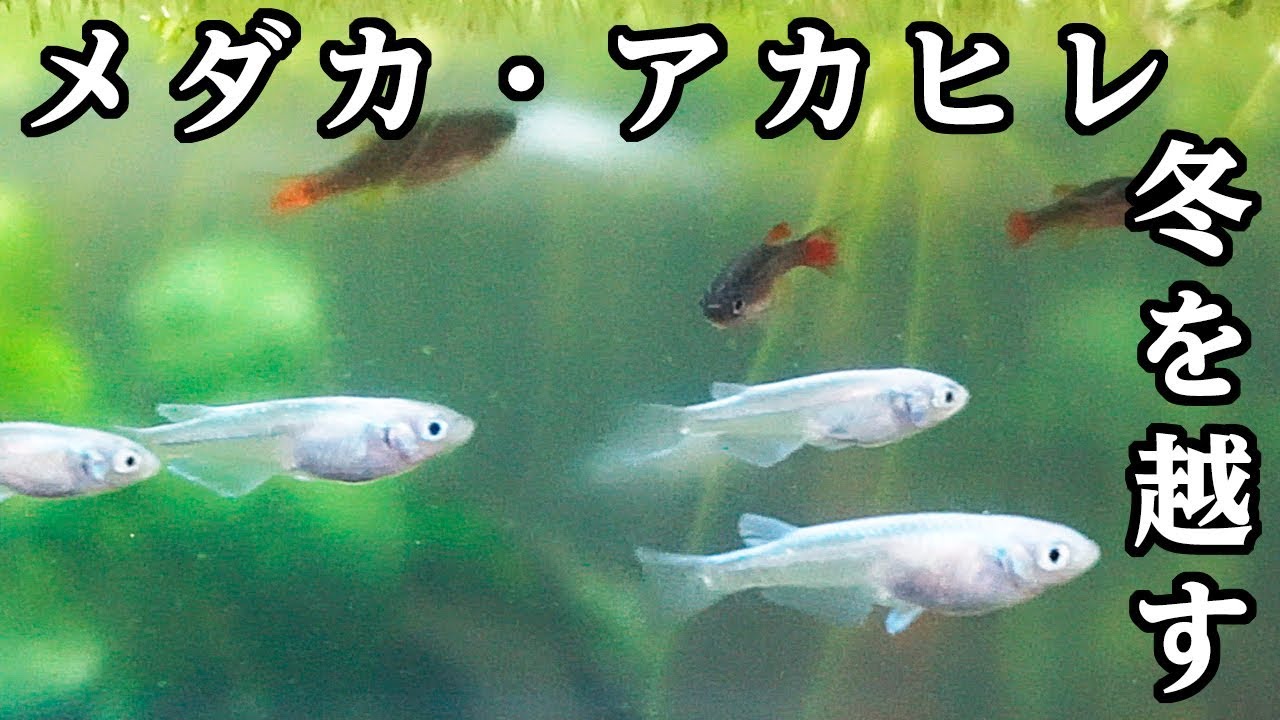 メダカ稚魚とアカヒレ稚魚 年越し Youtube