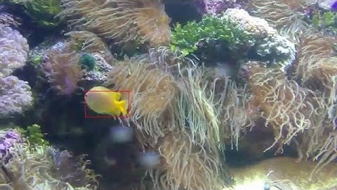 fish3 sequence mean shift tracking