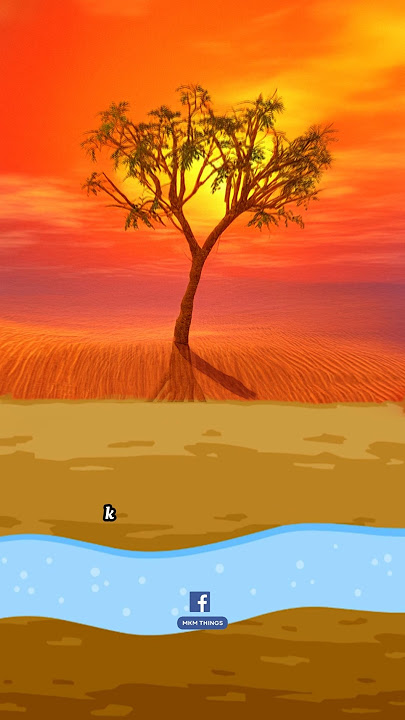 The Loneliest Tree In The World