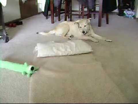 pug seizures while sleeping sleep walking toast funnydog tv pug seizures while sleeping sleep walking toast funnydog tv