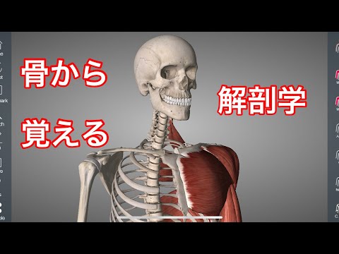 解剖学の覚え方。まずは骨を覚えることから始めよう。