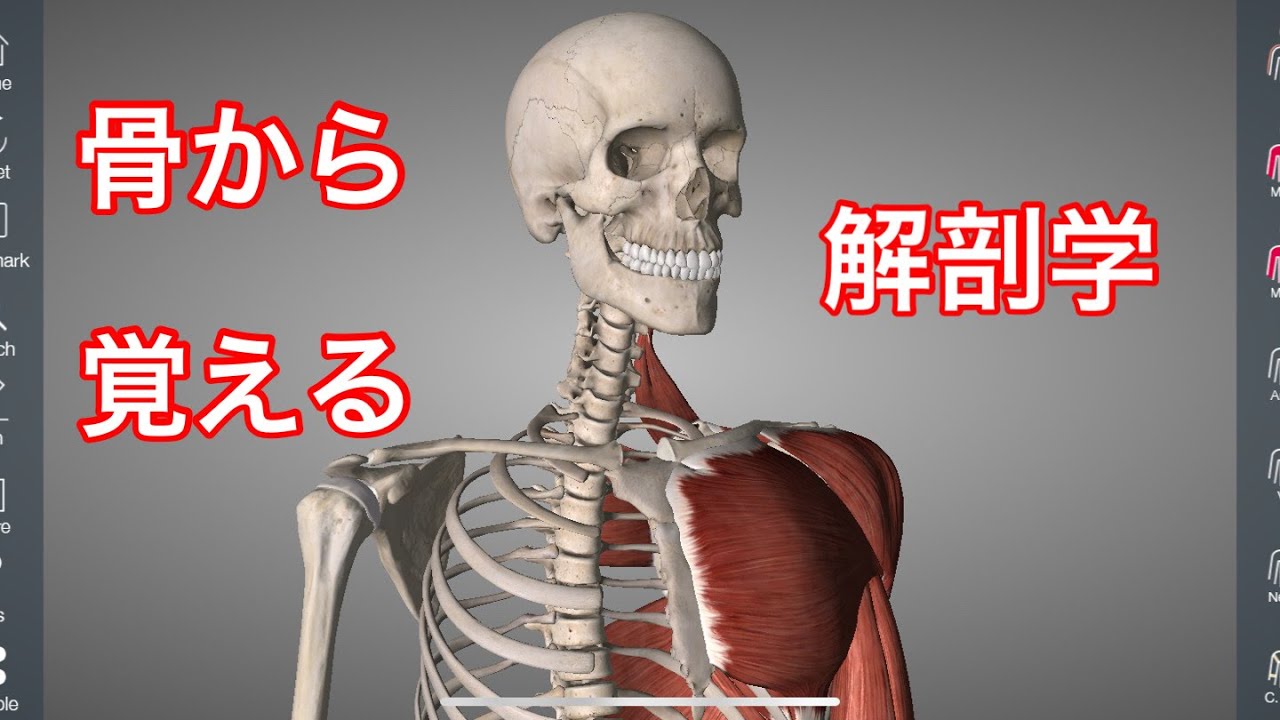 解剖学の覚え方 まずは骨を覚えることから始めよう Youtube