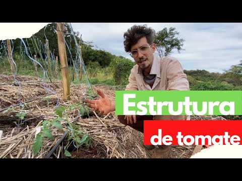Tomate orgânico na agrofloresta