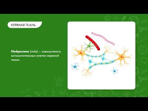 Биология 9 класс. Нервная система