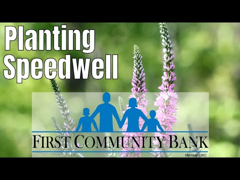 Planting Speedwell