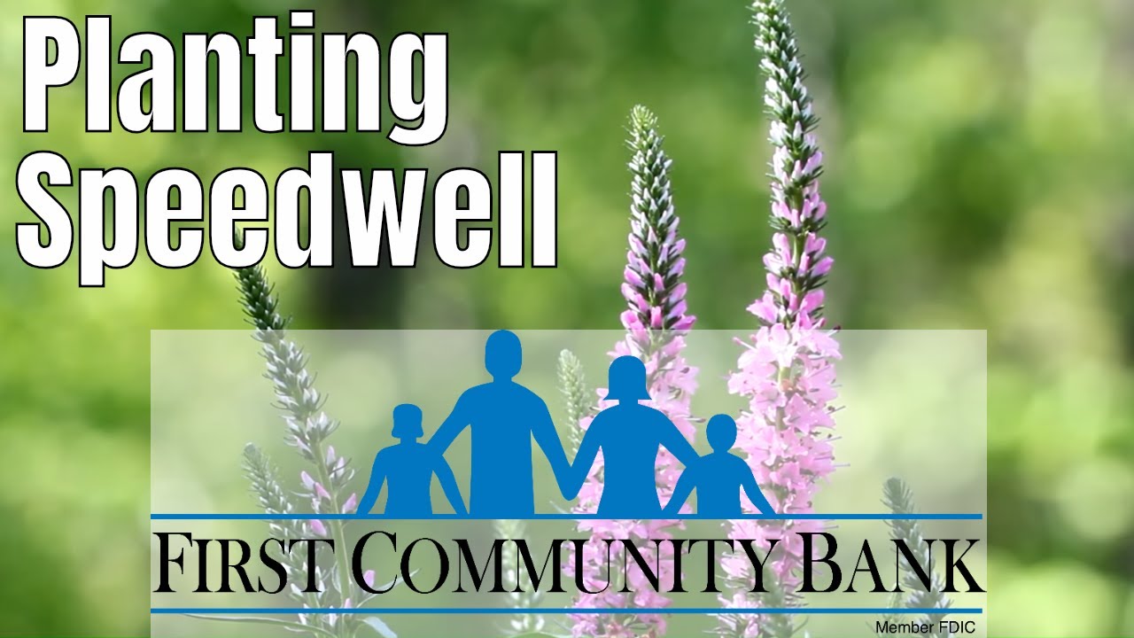 Planting Speedwell (Veronica) 