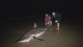 Monster Sharks off the 90 Mile Beach Victoria Australia! Land based Shark fishing at it&#39;s best.