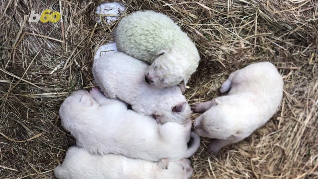 Green-Furred Puppy Born in Italy