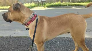 Morning with Hunter boerboel x cane corso mix
