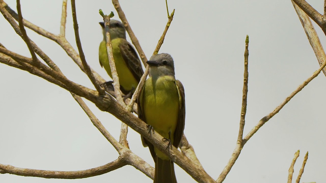 37 04 Couch's Kingbird