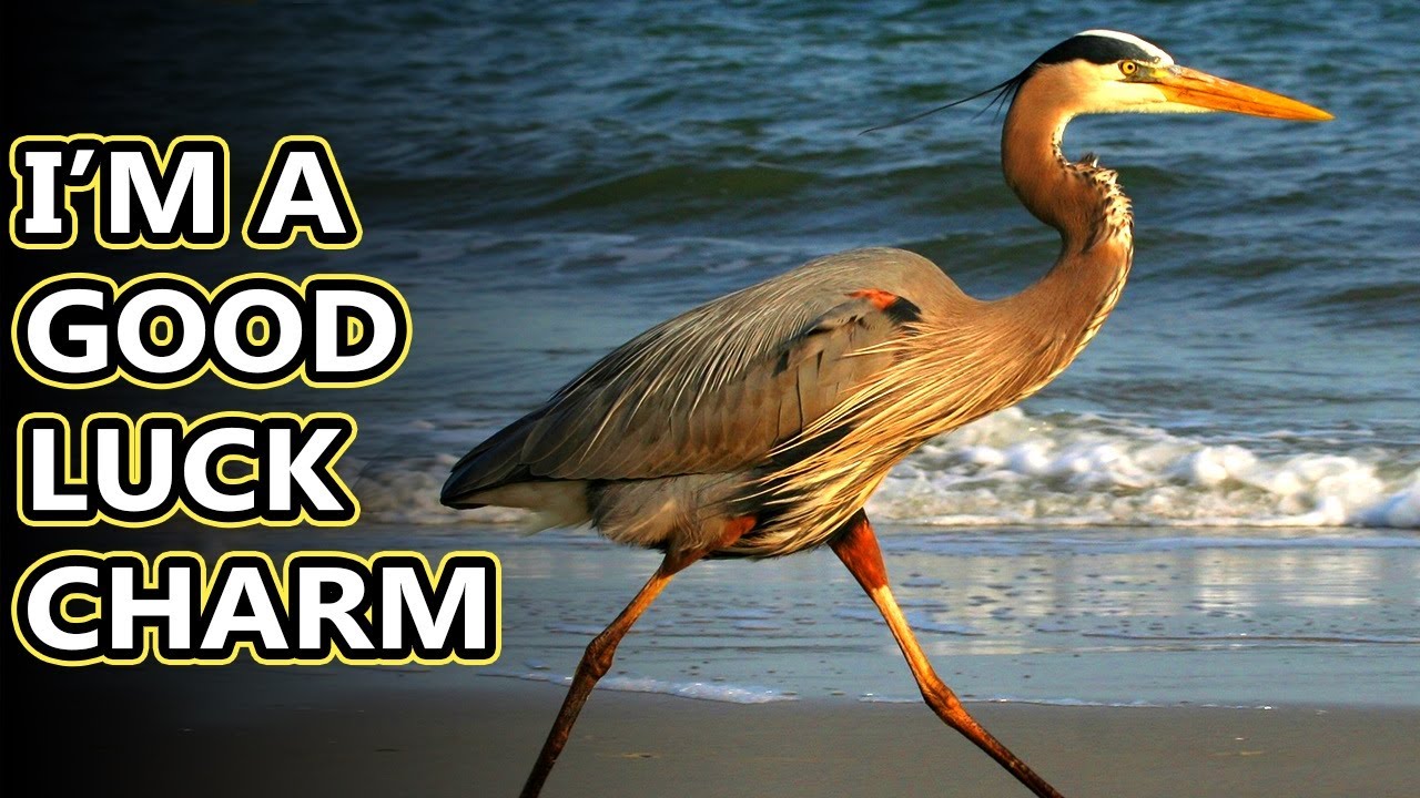 Great Blue Heron facts: not (technically) egrets, definitely not cranes | Animal Fact Files
