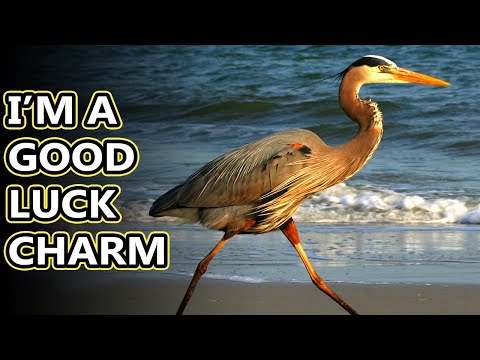 Great Blue Heron facts: not (technically) egrets, definitely not cranes | Animal Fact Files
