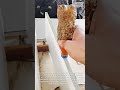 Fast Glue Applicator Tool for Precise Woodworking #viral #shorts #creative #video #technology