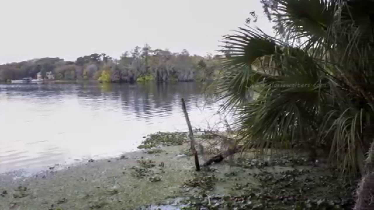 River Oaks Condominium, Tampa, Fl 33617 YouTube