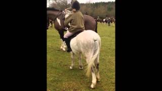 Stonedge Brenin (Lleu) Hunting With Duke of Buccleuch Nov 2012