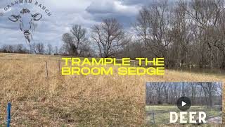 Trample The Broom Sedge 20240312