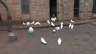 Уважаемые ,первый день выпуск белых голубей....