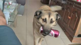 Dogs training | HOW TO TEACH YOUR DOG TO BRING YOU BEER