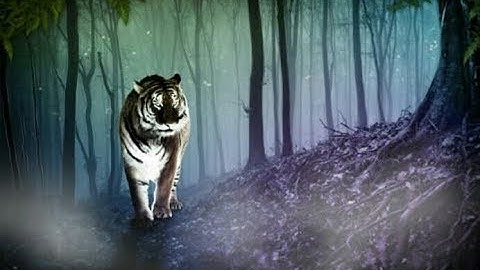 Kev zov qaib qus hmo ntuj txaus ntshai heev 14-1-2020