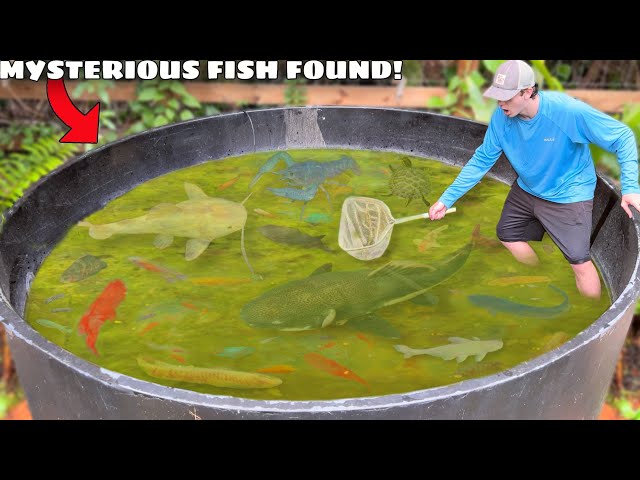 I Found Mysterious Fish LIVING in ABANDONED POND! class=