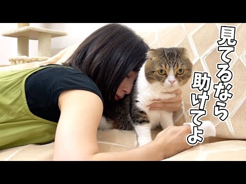 こもも子猫 子猫をなでなで 250711 - YouTube