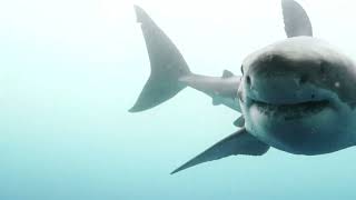 Species At Risk In Atlantic Canada – White Shark
The White Shark is an apex predator that is essential to the health of all ocean ecosystems. It is also at risk of becoming extinct. This video dispels myths about these majestic hunters, talks about their presence in Atlantic Canada, their diet, and what is threatening their existence.
Descriptive transcript for this video can be found here: https://ingeniumcanada.org/sites/default/files/2023-05/Descriptive-Transcript-White-Shark.pdf Species At Risk In Atlantic Canada – White Shark