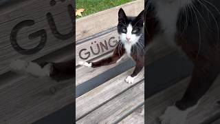 Duyduklarının Karşısında Kedi De Ne Yapacağını Şaşırdı Şfet