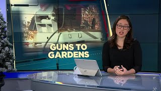 Unwanted firearms to be transformed into garden tools following Cambridge gun buyback