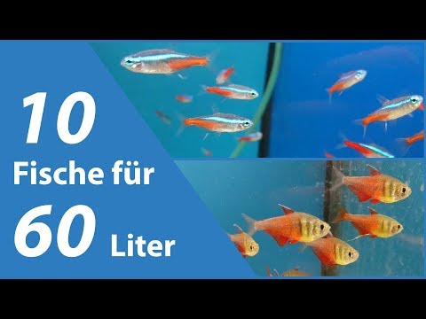 10 Fische für kleine Aquarien (60 Liter) - Aquariumset - das solltest