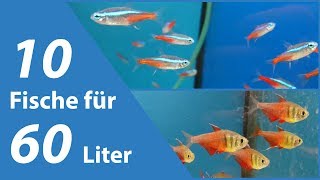 60l aquarium für anfängerfische Fische kaufen?