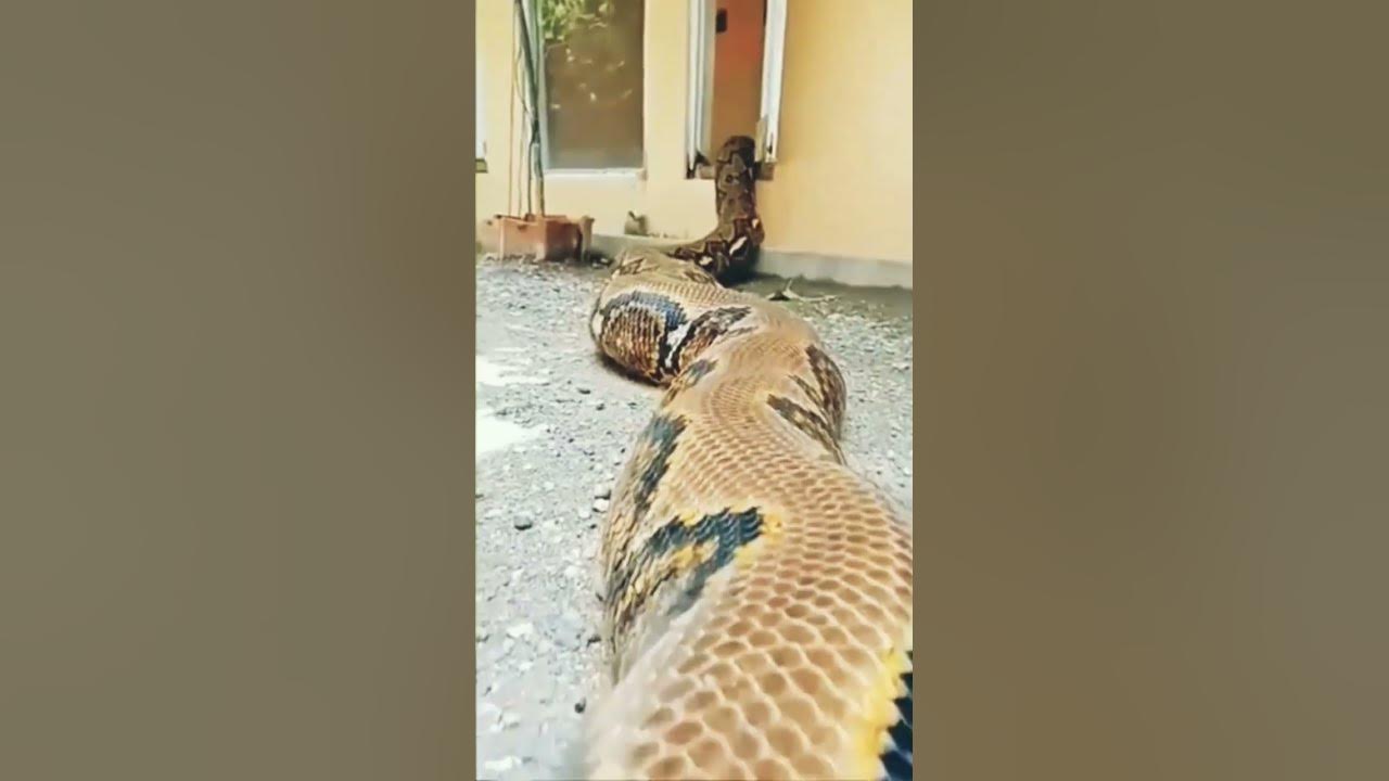 Supernatural creatures #python #beast #supernatural #creature # ...