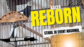 TAK TERBENDUNG KACER REBORN JUARA LAGI DI PIALA KMB FEAT UMI KHASUM