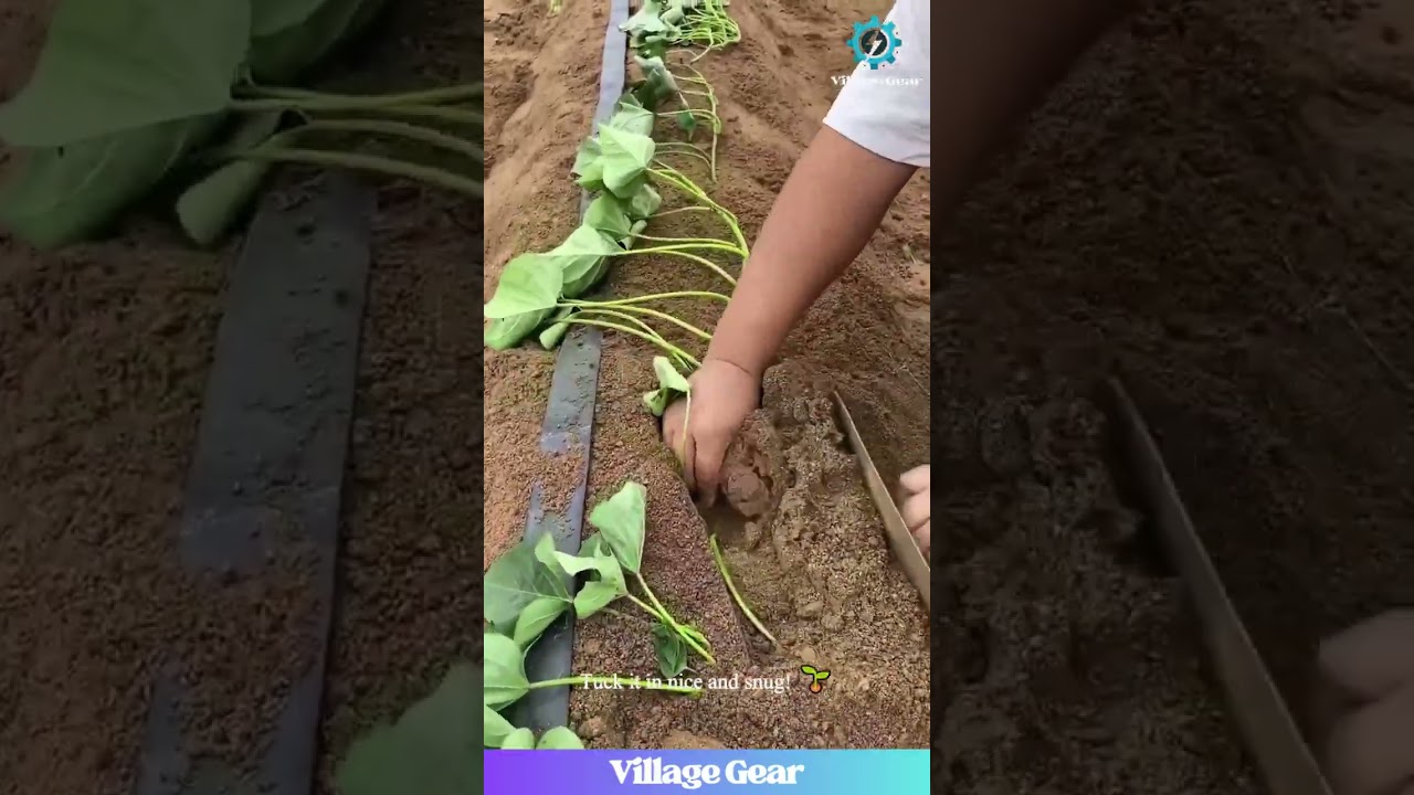 Planting JUST Leaves? Will This STRANGE Method Actually Grow Sweet Potatoes? SECRET Hack 
