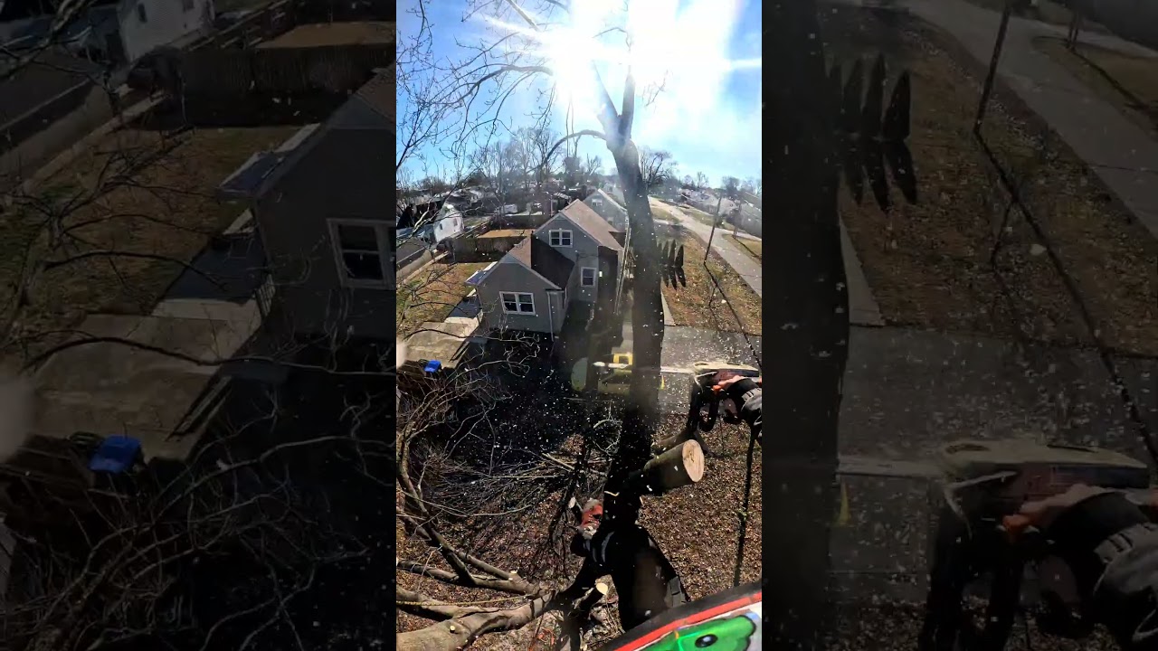 Двойная подвеска, один спуск – эффективная работа на деревьях.