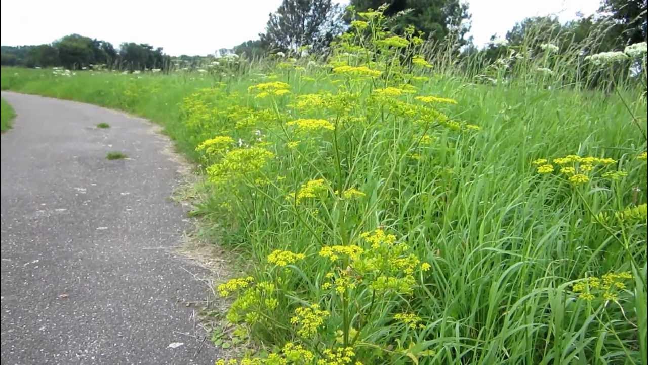 Дикий пастернак фото растение Wild parsnip (Pastinaca sativa) - 2012-08-04 - YouTube