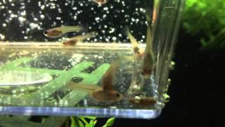 Guppy Fry // 2 Months Old (Hd)