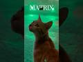 Matrix Kedi - #kediningünlüğü #kediningözünden #kedinindünyası #kedininrüyası #kedininintikamı