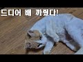 Injeolmi Is Finally Here A Belly Button Greeting Of GratitudeЁЯТЫ Injeolmi Is Finally Here A Belly Button Greeting Of GratitudeЁЯТЫ