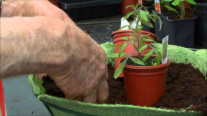 Growing tomatoes in a grow bag - Mud & Bloom