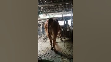 2 bulan 16 hari setelah IB ‼️ sapi simental ‼️#shorts #sapisimental