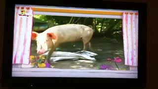 The Amazing World: Pigs