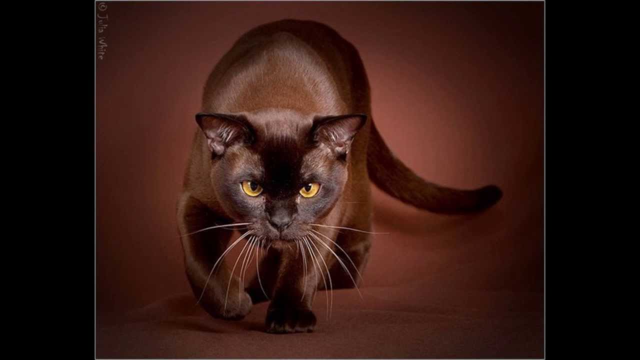 Кошка Европейская Бурма Фото