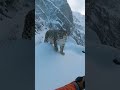 #sad#happyending#animals Man Saves a snow leopard 😭🥺🥺