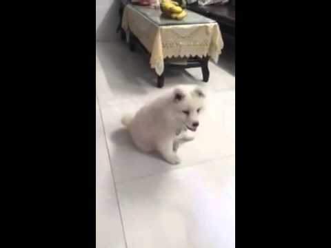 Cửa hàng mua bán chó Husky , Alaska , Samoyed uy tín rẻ thuần chủng ở đâu TPHCM và Hà Nội