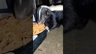 Skunk ? eating dry food