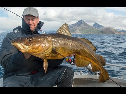 bad strottenhoofd Overeenstemming Fishing for Cod and Pollack in the fjords of Norway (English subtitles) -  YouTube