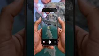 Catching a Monster Fish with a Boiled Egg!" #fishing #catchingfish #shorts