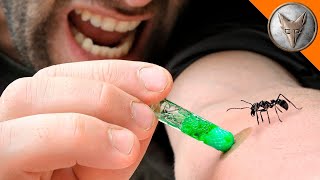 MORDEDURA DE HORMIGA BALA |  Probando un antídoto para la picadura | Brave Wilderness Español